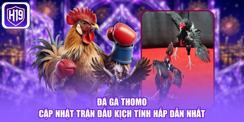 Đá gà Thomo - Cập nhật trận đấu kịch tính hấp dẫn nhất