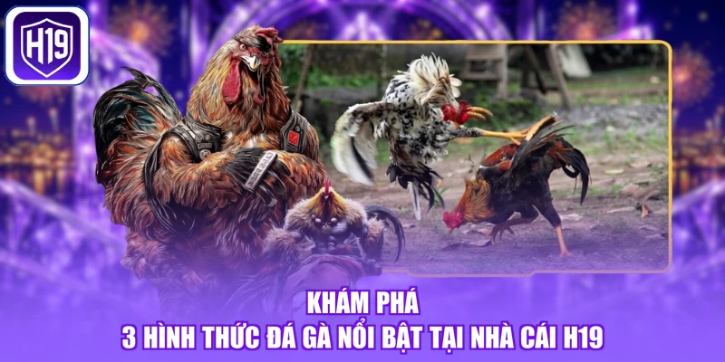 Khám phá 3 hình thức đá gà nổi bật tại nhà cái H19