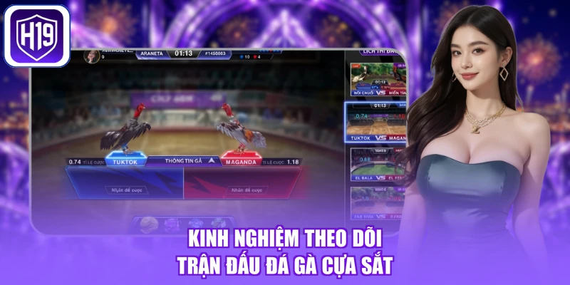 Kinh nghiệm theo dõi trận đấu đá gà cựa sắt